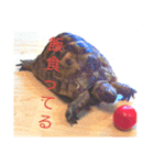 リクの主張（個別スタンプ：1）