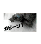 リクの主張（個別スタンプ：6）