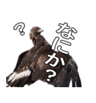 リアルなイヌワシたち2（個別スタンプ：4）
