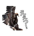 リアルなイヌワシたち2（個別スタンプ：6）