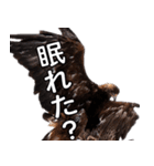リアルなイヌワシたち2（個別スタンプ：7）