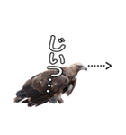 リアルなイヌワシたち2（個別スタンプ：9）