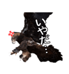 リアルなイヌワシたち2（個別スタンプ：10）