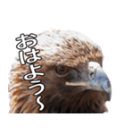 リアルなイヌワシたち2（個別スタンプ：13）