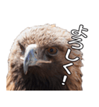リアルなイヌワシたち2（個別スタンプ：14）