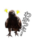 リアルなイヌワシたち2（個別スタンプ：15）