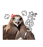 リアルなイヌワシたち2（個別スタンプ：16）