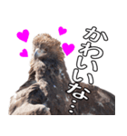 リアルなイヌワシたち2（個別スタンプ：17）