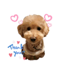 トイプードルのノアと柴犬のメイ（個別スタンプ：1）