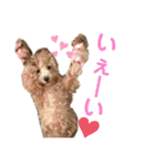 トイプードルのノアと柴犬のメイ（個別スタンプ：3）