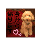 トイプードルのノアと柴犬のメイ（個別スタンプ：4）