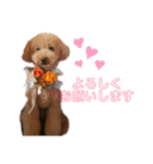 トイプードルのノアと柴犬のメイ（個別スタンプ：5）