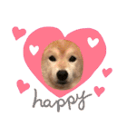 トイプードルのノアと柴犬のメイ（個別スタンプ：6）