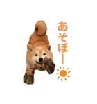 トイプードルのノアと柴犬のメイ（個別スタンプ：7）
