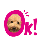 トイプードルのノアと柴犬のメイ（個別スタンプ：8）