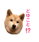 トイプードルのノアと柴犬のメイ（個別スタンプ：11）