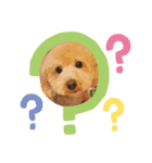トイプードルのノアと柴犬のメイ（個別スタンプ：12）
