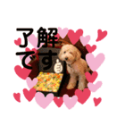 トイプードルのノアと柴犬のメイ（個別スタンプ：13）