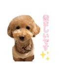 トイプードルのノアと柴犬のメイ（個別スタンプ：14）