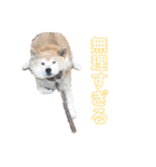 トイプードルのノアと柴犬のメイ（個別スタンプ：15）