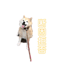 トイプードルのノアと柴犬のメイ（個別スタンプ：16）
