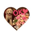 トイプードルのノアと柴犬のメイ（個別スタンプ：21）