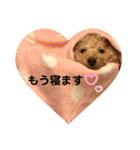 トイプードルのノアと柴犬のメイ（個別スタンプ：22）