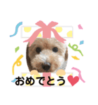 トイプードルのノアと柴犬のメイ（個別スタンプ：24）