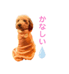 トイプードルのノアと柴犬のメイ（個別スタンプ：26）