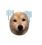 トイプードルのノアと柴犬のメイ（個別スタンプ：28）