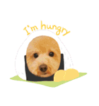 トイプードルのノアと柴犬のメイ（個別スタンプ：30）