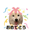トイプードルのノアと柴犬のメイ（個別スタンプ：32）