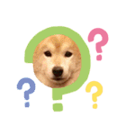 トイプードルのノアと柴犬のメイ（個別スタンプ：33）
