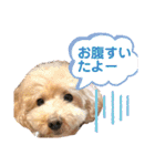 トイプードルのノアと柴犬のメイ（個別スタンプ：36）