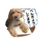 トイプードルのノアと柴犬のメイ（個別スタンプ：37）