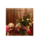 トイプードルのノアと柴犬のメイ（個別スタンプ：40）