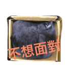 cat....！（個別スタンプ：1）