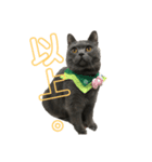 cat....！（個別スタンプ：2）