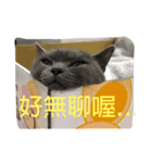 cat....！（個別スタンプ：3）