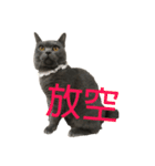 cat....！（個別スタンプ：4）