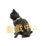 cat....！（個別スタンプ：6）