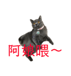 cat....！（個別スタンプ：7）