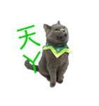 cat....！（個別スタンプ：9）