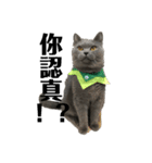 cat....！（個別スタンプ：10）