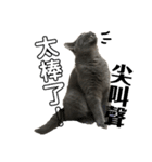 cat....！（個別スタンプ：11）