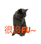 cat....！（個別スタンプ：12）