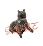 cat....！（個別スタンプ：13）