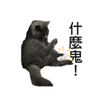 cat....！（個別スタンプ：14）