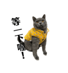 cat....！（個別スタンプ：16）