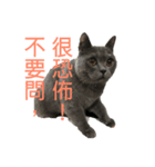 cat....！（個別スタンプ：18）